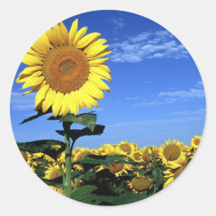 Sticker Rond Tournée du printemps