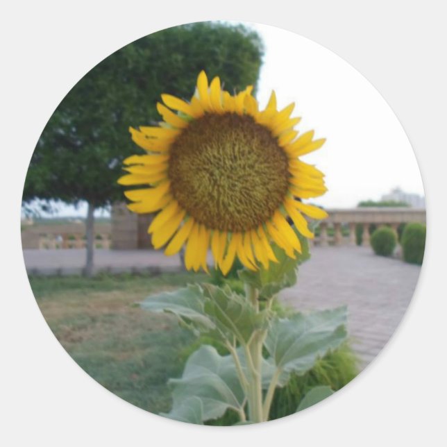 Sticker Rond Tournesol (Devant)
