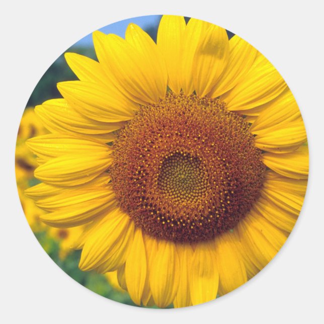 Sticker Rond Tournesol (Devant)