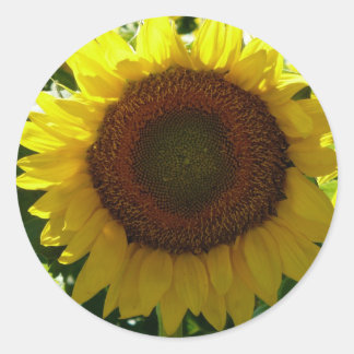 Sticker Rond Tournesol
