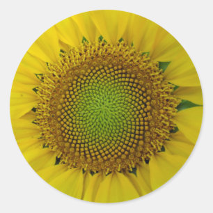 Sticker Rond Tournesol et graines, Spirale, Ratio doré
