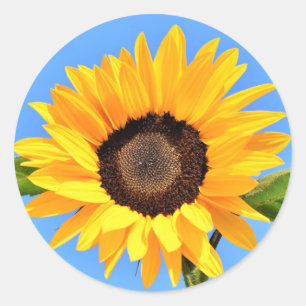 Sticker Rond Tournesol jaune contre soleil sur ciel bleu - ét
