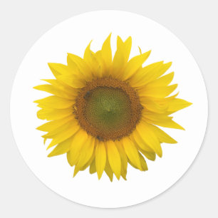 Sticker Rond Tournesol Jaune rustique