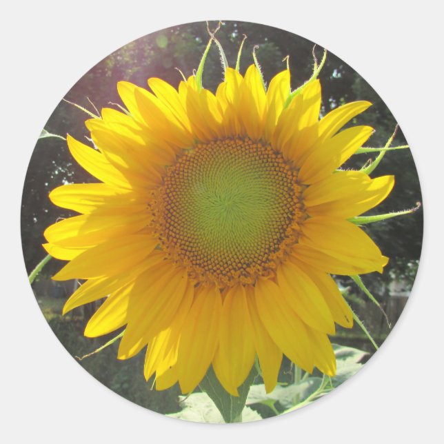 Sticker Rond Tournesol jaune soleil (Devant)
