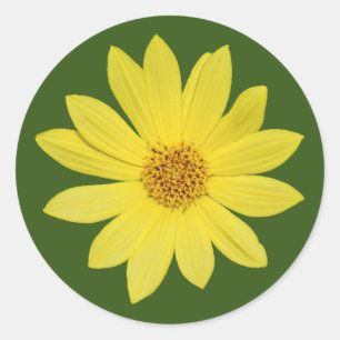 Sticker Rond Tournesol "Reine du citron" de Helianthus (isolé)