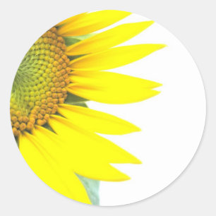 Sticker Rond Tournesols de printemps