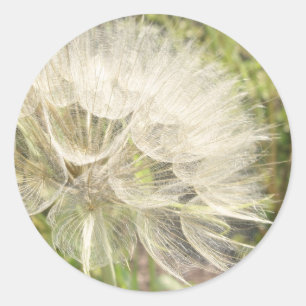 Sticker Rond Tragopogon dubius - Beauté des chèvres jaunes