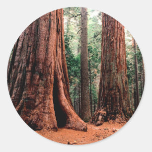 Sticker Rond Trees Giants Calaveras