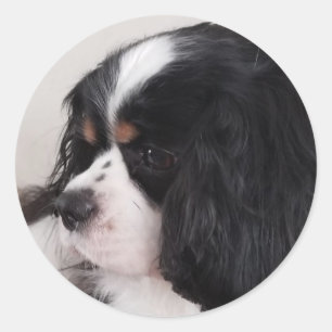 Sticker Rond Tri Couleur Cavalier King Charles