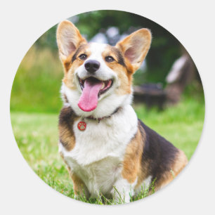 Sticker Rond Tri Couleur Pembroke Welsh Corgi Chien Chien Chien