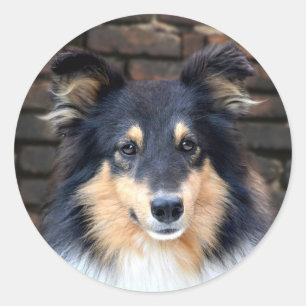 Sticker Rond Tricolor Sheltie face