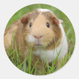 Sticker Rond Tricolore mignon Guinéen Cochon en Grass vert