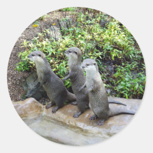 Sticker Rond **"Triple Trouble : Les Aventures de Otter Triplet