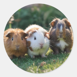 Sticker Rond Trois bébés cochons de Guinée,