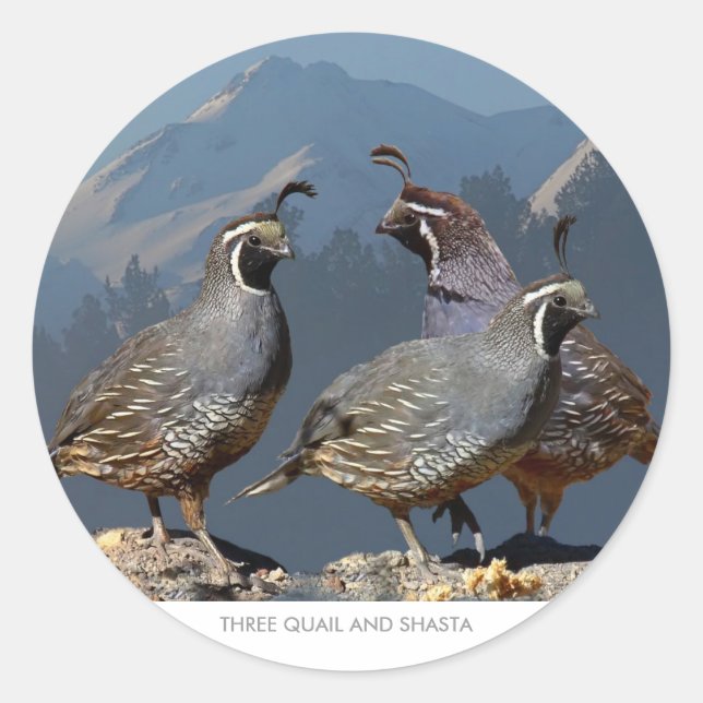 STICKER ROND TROIS COURRIER ET SHASTA (Devant)
