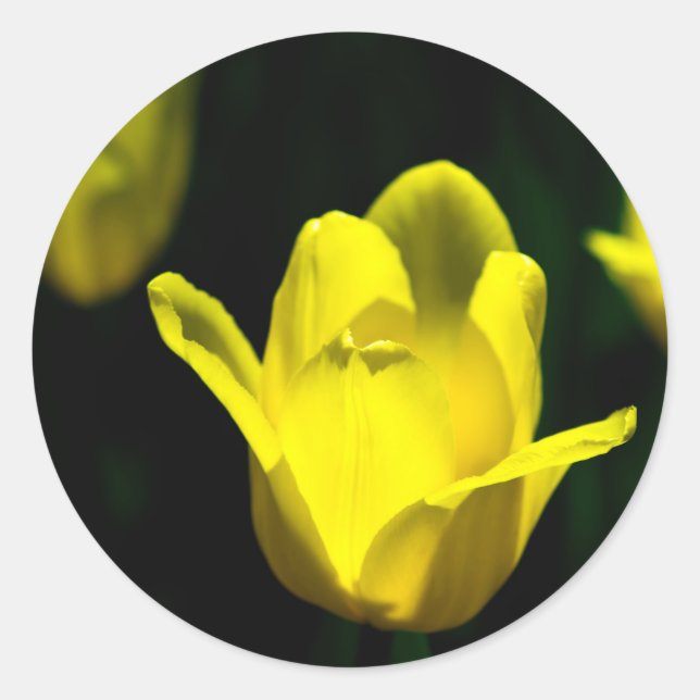 Sticker Rond Trois Tulipes Jaunes (Devant)