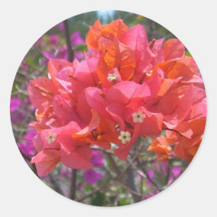 Sticker Rond Tropical Pink Bougainvillea Island Floral
