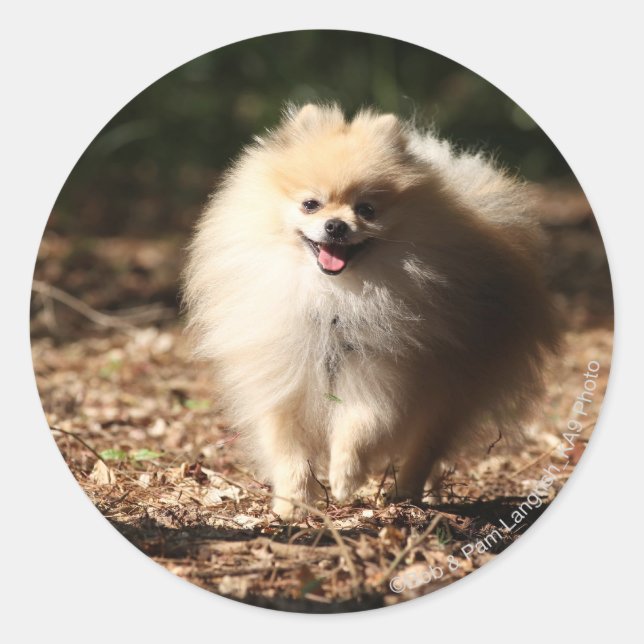 Sticker Rond Trot de Poméranie en Feuille déchu (Devant)