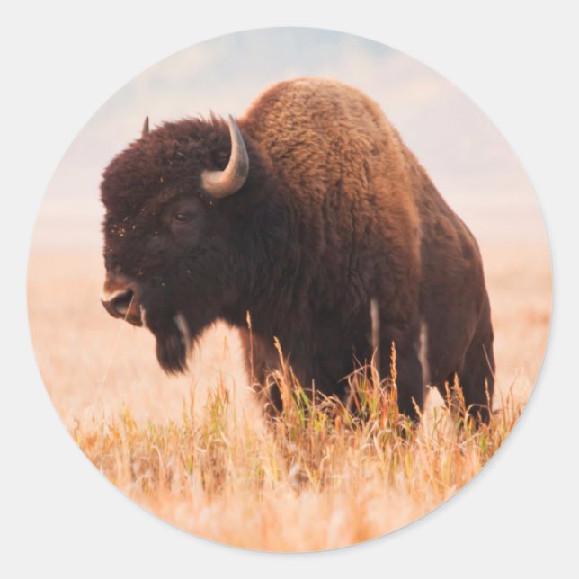 Sticker Rond Troupeau De Bison Américain (Bison Bison) À Teton  (Devant)