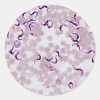 Sticker Rond Trypanosoma parasite sanguine