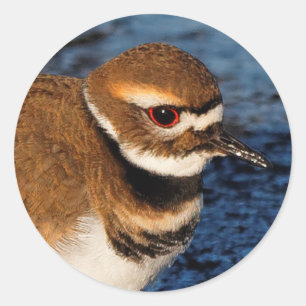 Sticker Rond Tueur sur les boudflats d'Icy