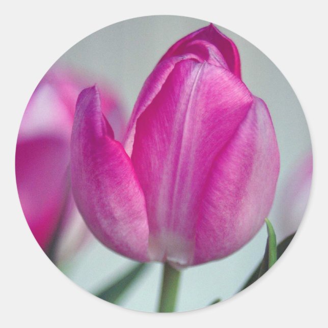 Sticker Rond Tuliforme rose (Devant)