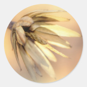 Sticker Rond Tulip Poplar Graine vide Pod