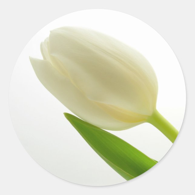 Sticker Rond Tulipe blanche (Devant)