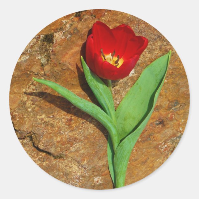 Sticker Rond Tulipe jaune et rouge (Devant)