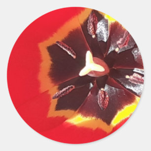 Sticker Rond Tulipe rouge écarlate