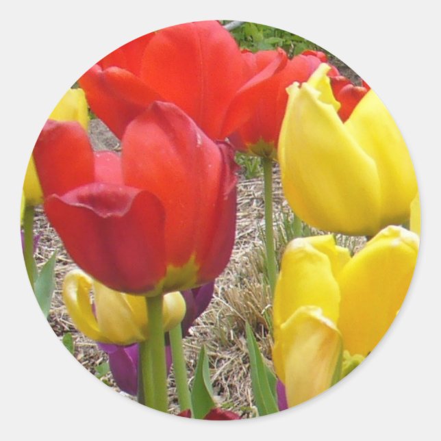 Sticker Rond Tulipes de l'autocollant d'été (Devant)