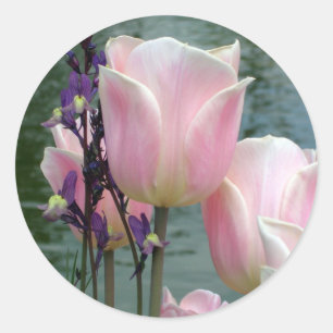 Sticker Rond Tulipes roses