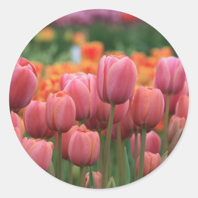 Sticker Rond tulipes roses (Devant)