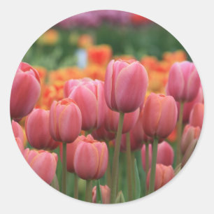 Sticker Rond tulipes roses