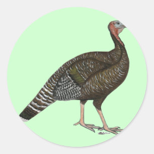 Sticker Rond Turquie : Hen de bronze standard