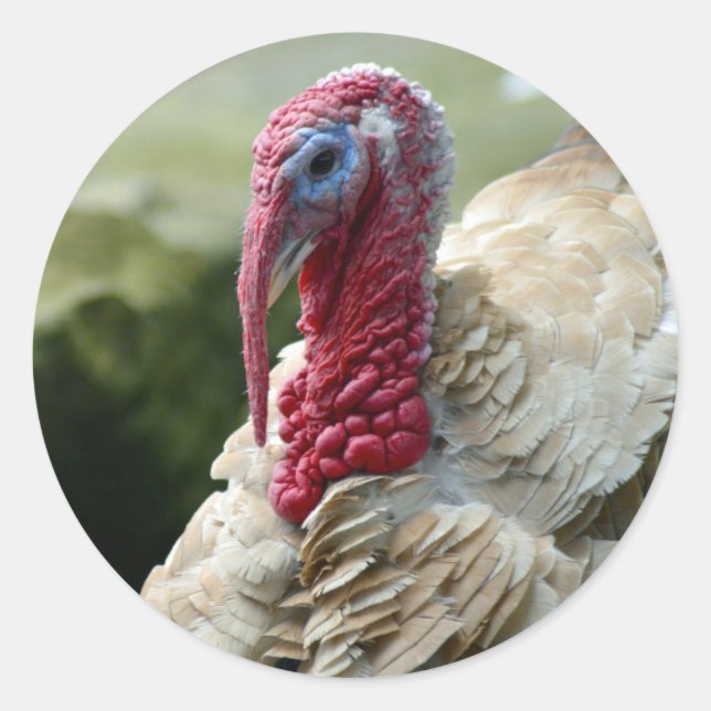 Sticker Rond Turquie - Photo du profil de la tête blanche (Devant)