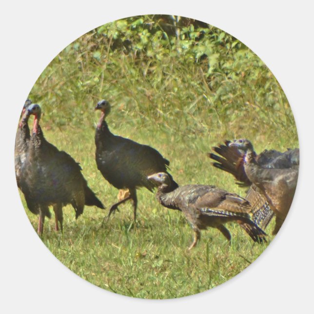 Sticker Rond Turquie sauvage, couleurs du Camouflage (Devant)