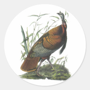 Sticker Rond Turquie sauvage, John Audubon