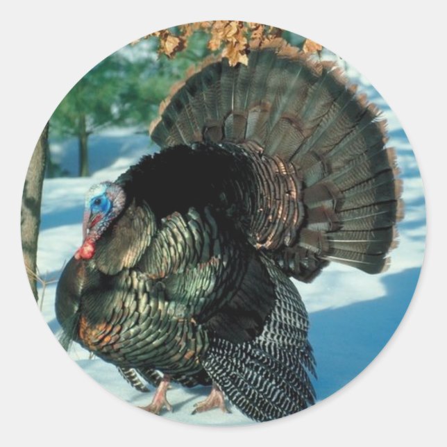 Sticker Rond Turquie sauvage Photo Thanksgiving Christmas Holid (Devant)