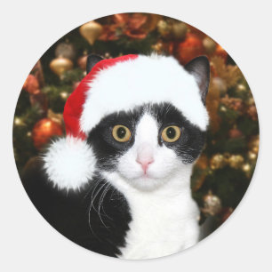 Sticker Rond Tuxedo chaton Noël