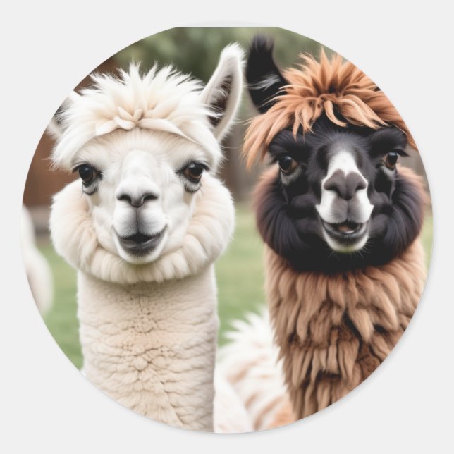 Sticker Rond Two Llamas (Devant)