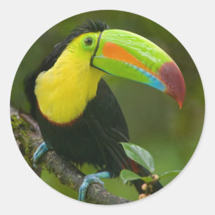 Sticker Rond Un bel oiseau de toucan était perché sur une