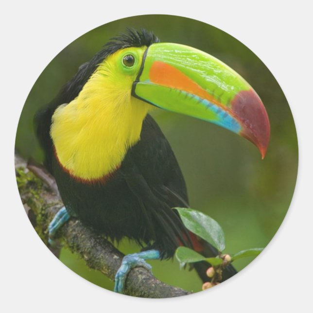 Sticker Rond Un bel oiseau toucan perché sur une branche. (Devant)
