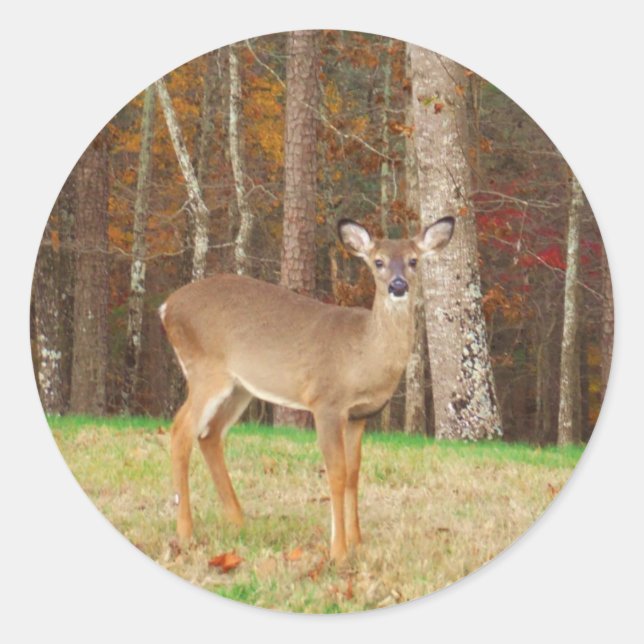 Sticker Rond Un cerf de rêve de chasseur (Devant)