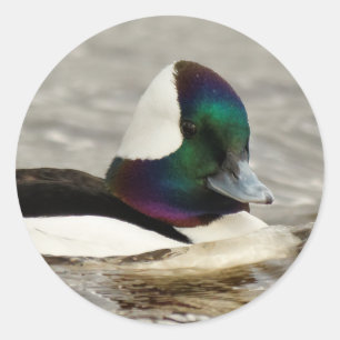 Sticker Rond Un Charmant Canard À Tête De Buffle Nage Par