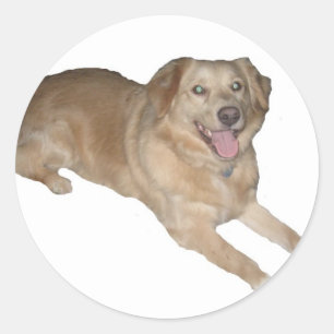 Sticker Rond Un Chien Heureux !