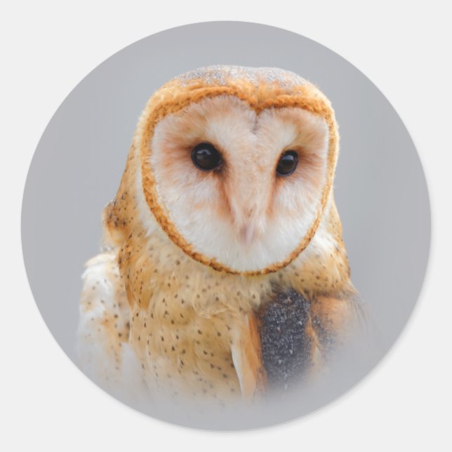 Sticker Rond Un chou de grange serein et magnifique (Devant)