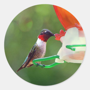 Sticker Rond Un colibri Throated rouge