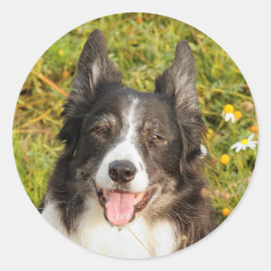 Sticker Rond Un Collie Bordure Très Amical
