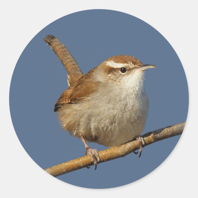 Sticker Rond Un curieux Wren de Bewick's Wren dans l'arbre (Devant)